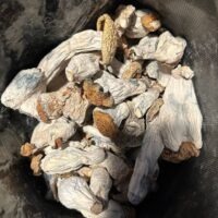Acheter des champignons magiques en ligne